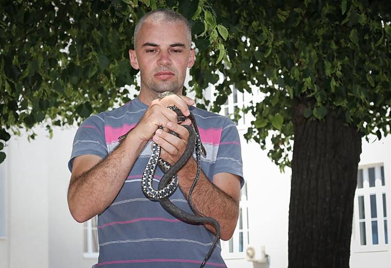 Brojnost zmija i efekti ujeda često se preuveličavaju: U 30 godina u Mostaru jedan smrtni slučaj 