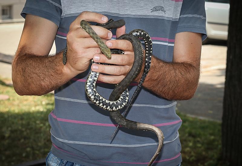 U BiH živi 13 vrsta zmija - Brojnost zmija i efekti ujeda često se preuveličavaju: U 30 godina u Mostaru samo jedan slučaj smrti 