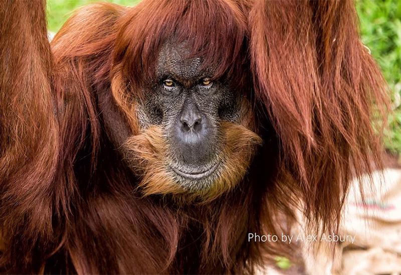 Uginuo najstariji orangutan na svijetu