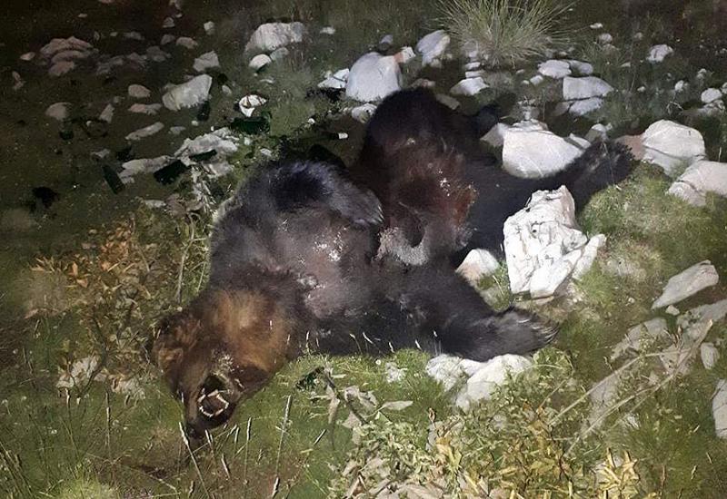 Ubijen medvjed na području Blidinja