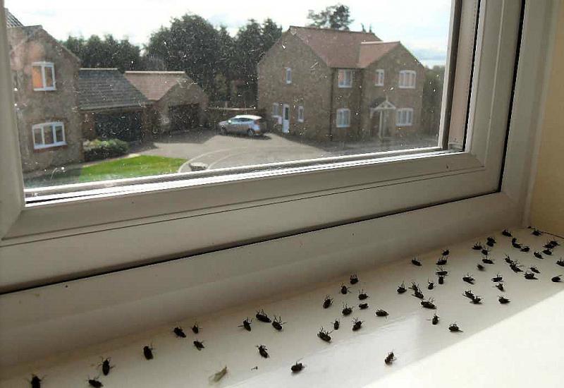 Uz pomoć jednostavnog trika, muhe će zaobilaziti vaš dom 