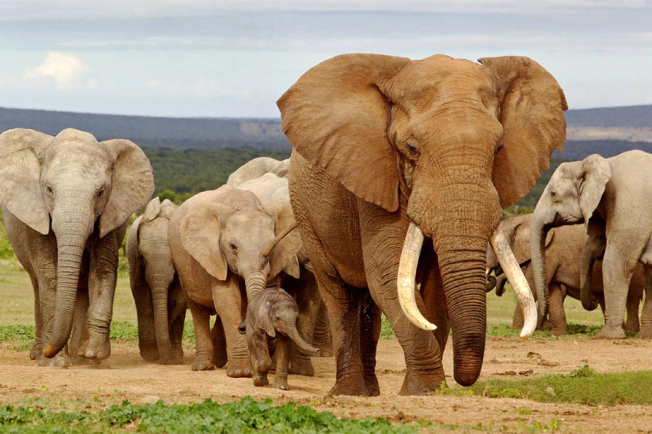 Слон группа организмов. Слоны. Слон фото. Слоны фото. Розовый слон в природе.