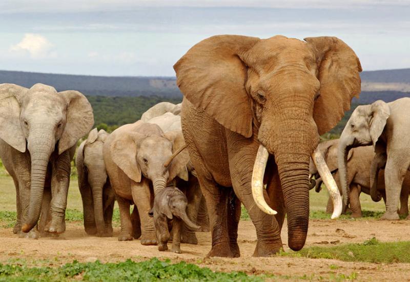 Slonovi bi mogli nestati za pet godina