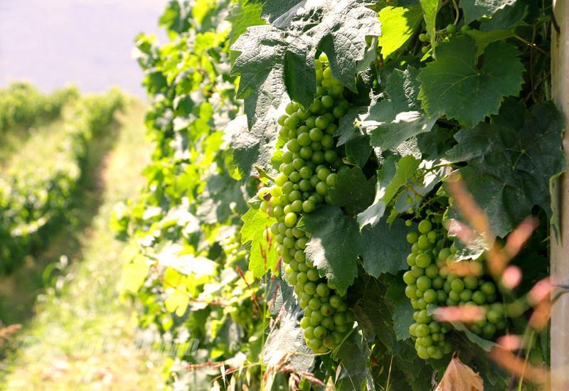 Hepok -  nova pozitivna priča iz hercegovačke vinske regije