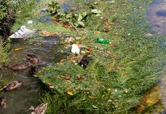 Priroda i društvo u Mostaru: Patke osuđene na život u smeću