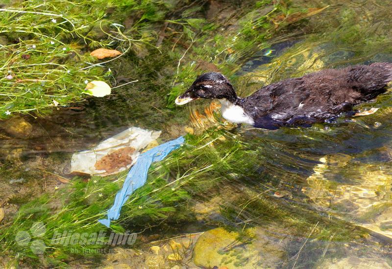 Priroda i društvo u Mostaru: Patke osuđene na život u smeću
