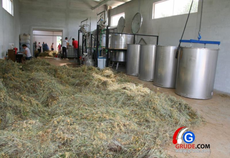 Destilerija smilja u Drinovcima - Destilerija iz Gruda otkupila 150 tona smilja