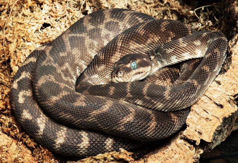 Bečki zoološki vrt uzgojio najrjeđu zmiju na svijetu