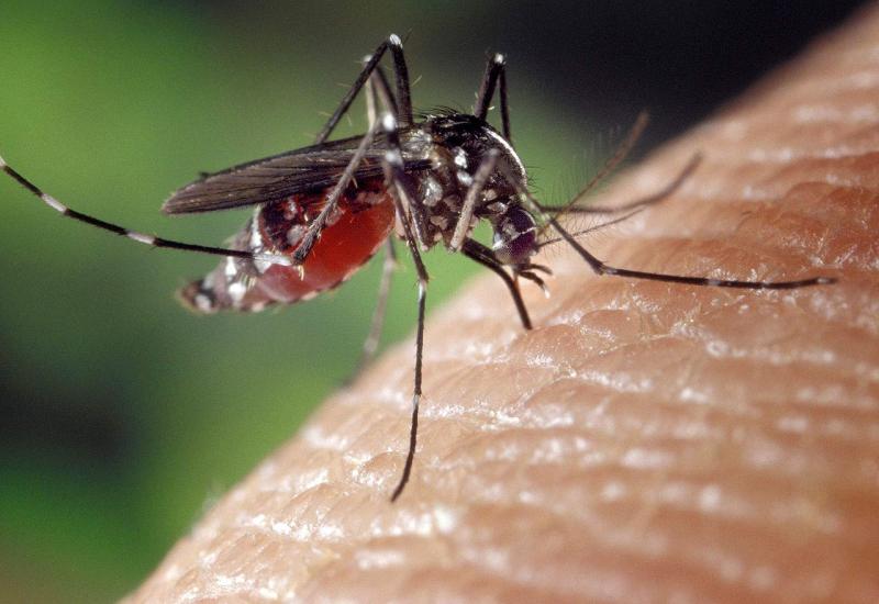 Plastika pronađena i u komarcima