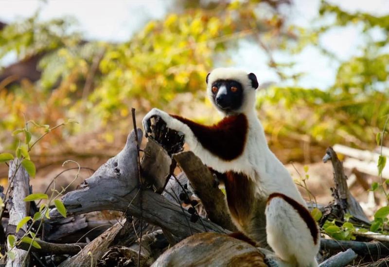 Lemuri najugroženiji primati na Zemlji