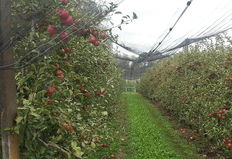 Voćnjak jabuke - Ratni vojni invalid pokrenuo udrugu i okuplja 40 voćara