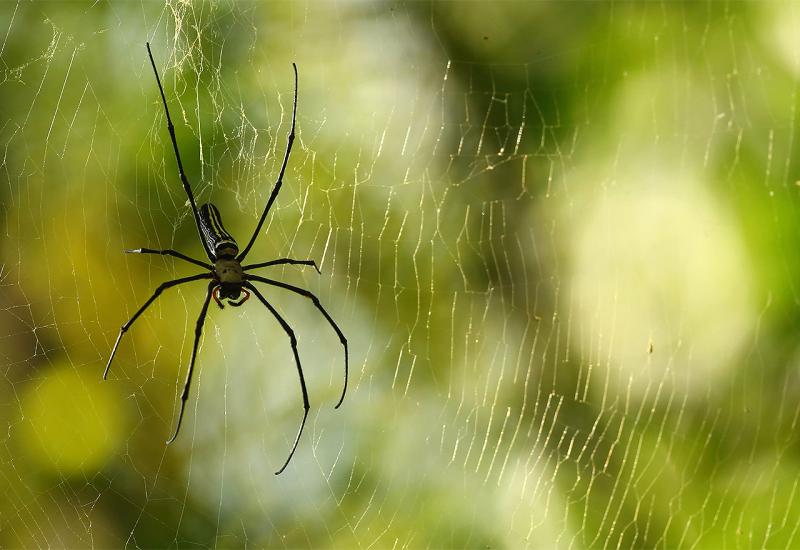Jednostavan način kojim ćete istjerati paukove iz svog doma