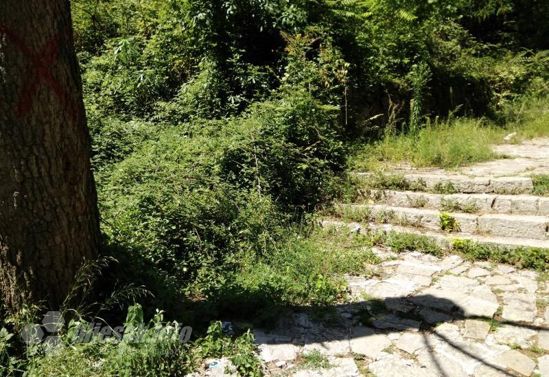 Zarasle stepenice - Građani zabrinuti: Džungla u središtu Mostara