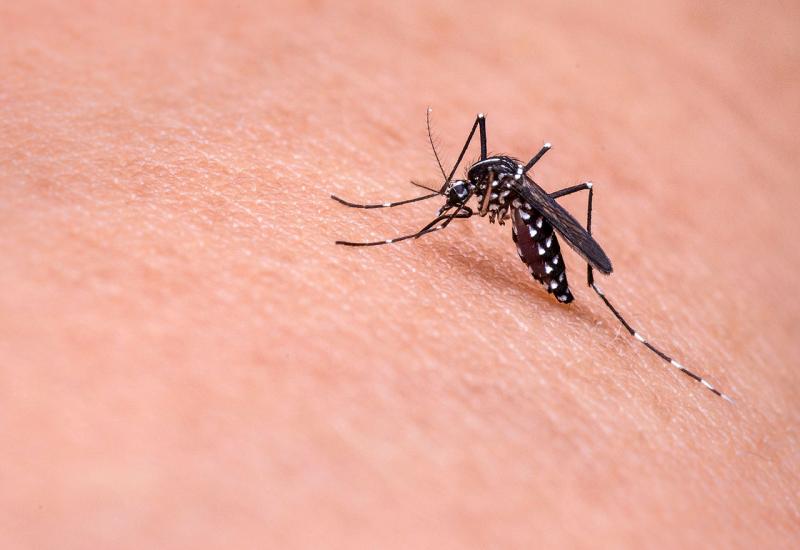 Zbog covida manji broj zaraženih denga groznicom