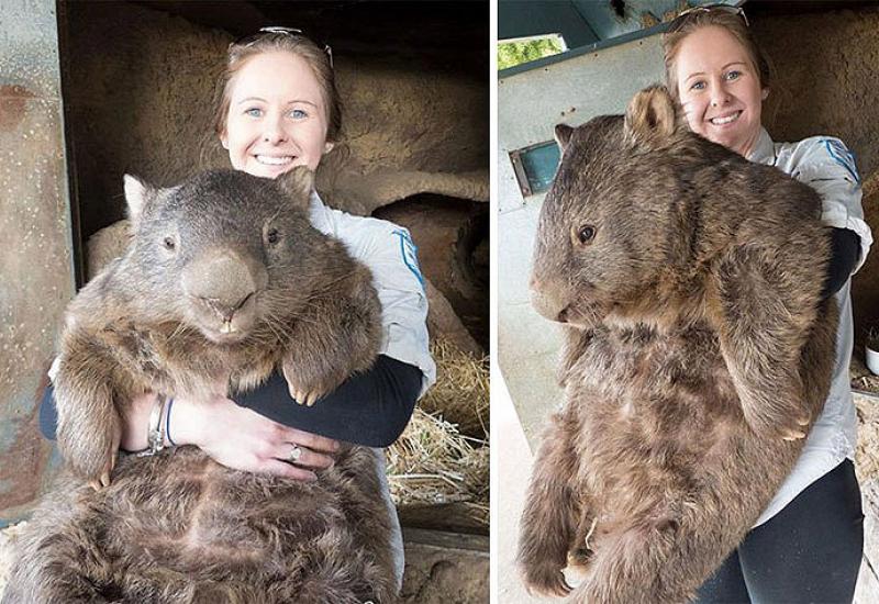 Odrasli Wombat - Stvari koje iznenađujuće su veće nego što ste mislili