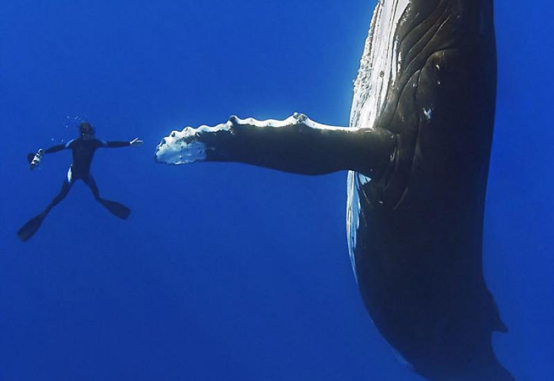 Grbavi kit u usporedbi s čovjekom - Stvari koje iznenađujuće su veće nego što ste mislili