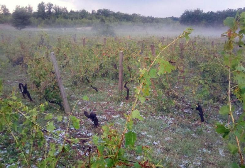 Tuča pogodila vinograde - Tuča napravila veliku štetu u Čitluku   