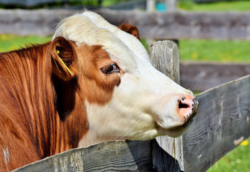 Dogovoren nastavak izvoza mesa goveda iz BiH u Tursku