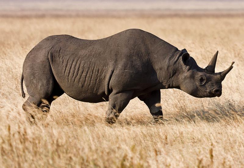 Europski parkovi vraćaju nosoroge u njihovu domovinu