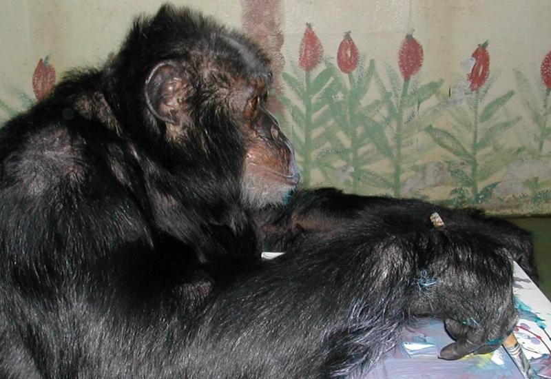 Jacksonova čimpanza Bubbles danas živi u divljini i ne voli se slikati