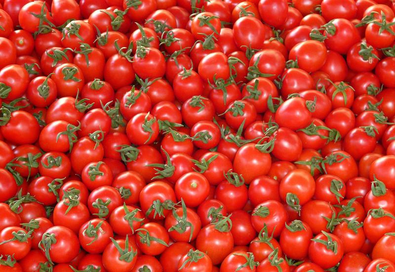 U Hercegovini očekuju urod od 1500 tona rajčice i 700 tona paprike