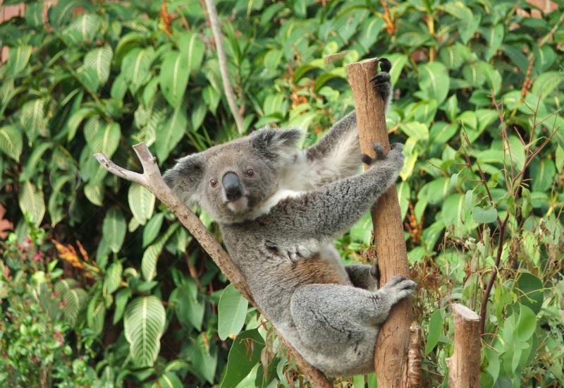 Koale – službeno ugrožene životinje