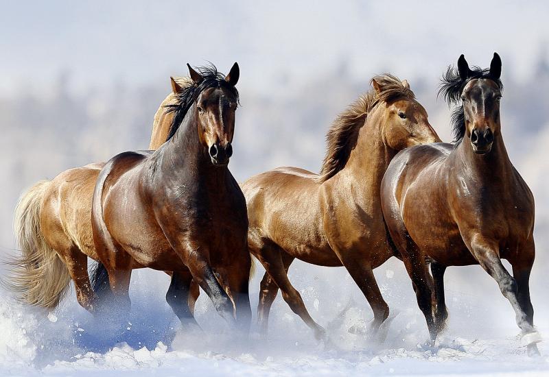 Za zaštitu livanjskih konja potrebno 400.000 eura