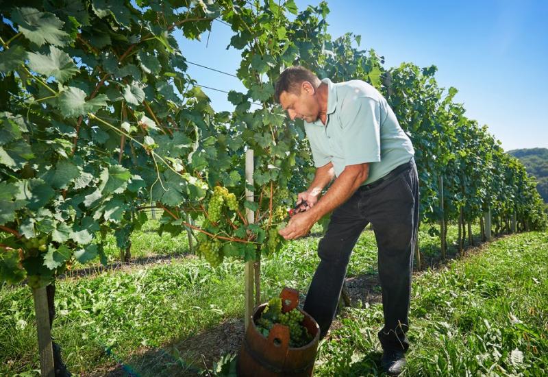 Zbog manjka radnika propada voće u Hercegovini