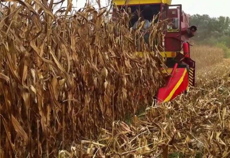 Berba kukuruza - Odlične prinose kukuruza zasad prati i dobra cijena