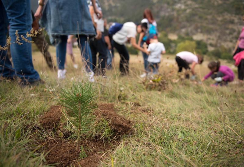 'Hercegbosanske šume' za pošumljavanje utrošile 506 tisuća KM