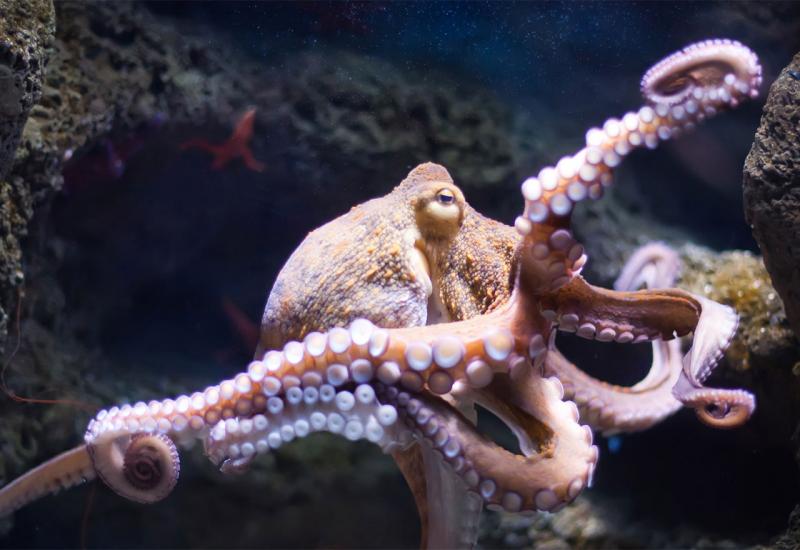 Hobotnice - uz malu dozu ecstasyja postaju prijateljski nastrojene