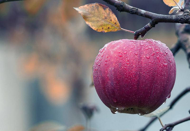 Raste zanimanje za domaćom jabukom