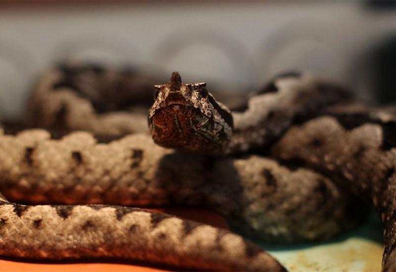 Nestašica seruma za zmije nije 'pogodila' i mostarsku bolnicu 