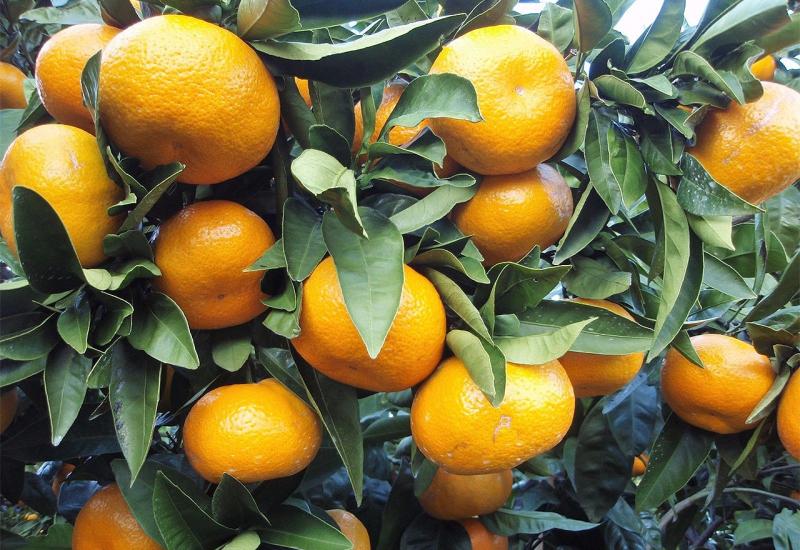 U RS zabranjen uvoza mandarina