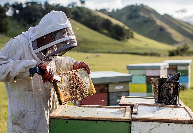 Pčelari nemaju meda ni za svoje obitelji