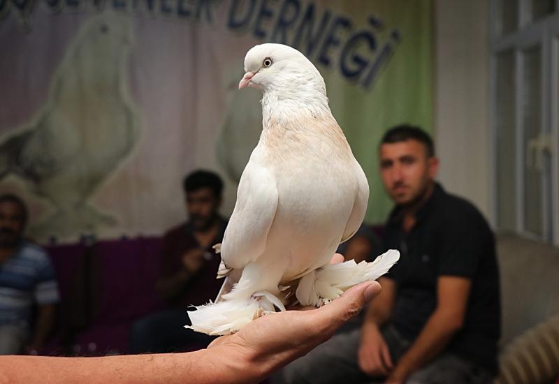 Turski golub - Golub vrijedi 30.000 KM: Vlasniku za pticu nude automobile
