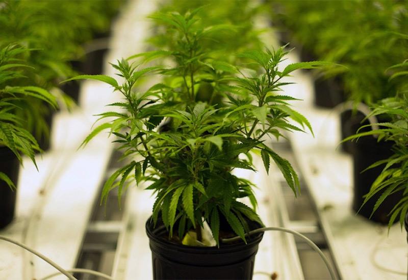  Osumnjičenima za uzgoj marihuane određen jednomjesečni pritvor
