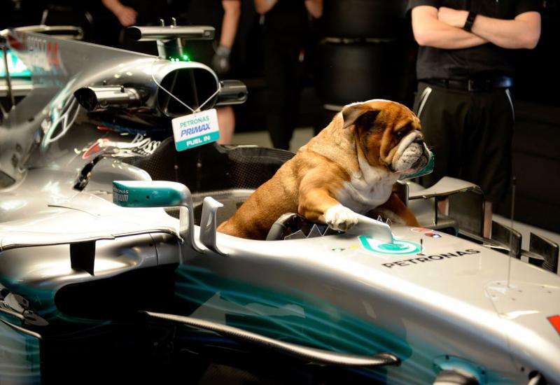 Kad čujete koliko zarađuje pas Lewisa Hamiltona neće vam biti dobro