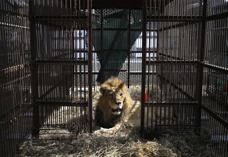 Portugalske vlasti zabranile divlje životinje u cirkusima