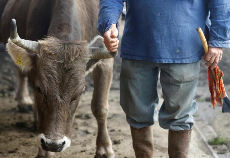 Što je krava bez rogova: Švicarski farmer izborio se za referendum o rogovima