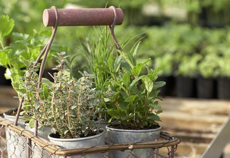 Začinsko bilje - Biljke koje jačaju imunitet, a možete ih uzgojiti u domu ove zime
