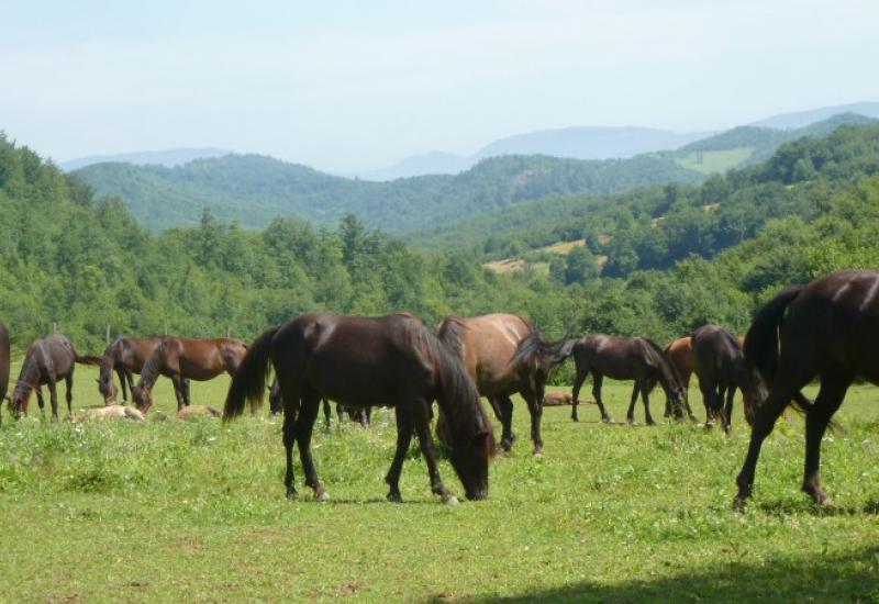 Brdski konj - Maksimalan angažman na povećanju brojnog stanja bosanskog brdskog konja