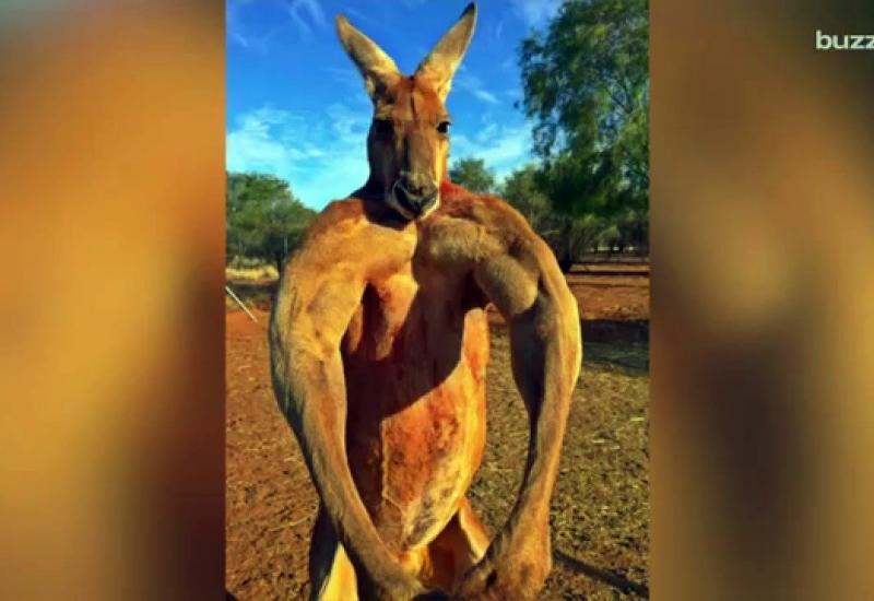 Roger je svojih 12 godina života proveo u utočištu za klokane u australskom Alice Springsu - Uginuo klokan s bilderskim mišićima