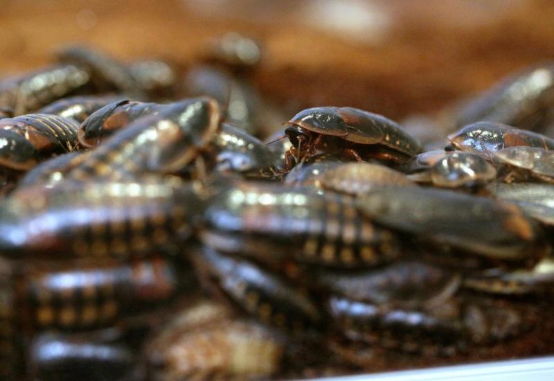 Kinezi uzgajaju  žohare kako bi se riješili smeća