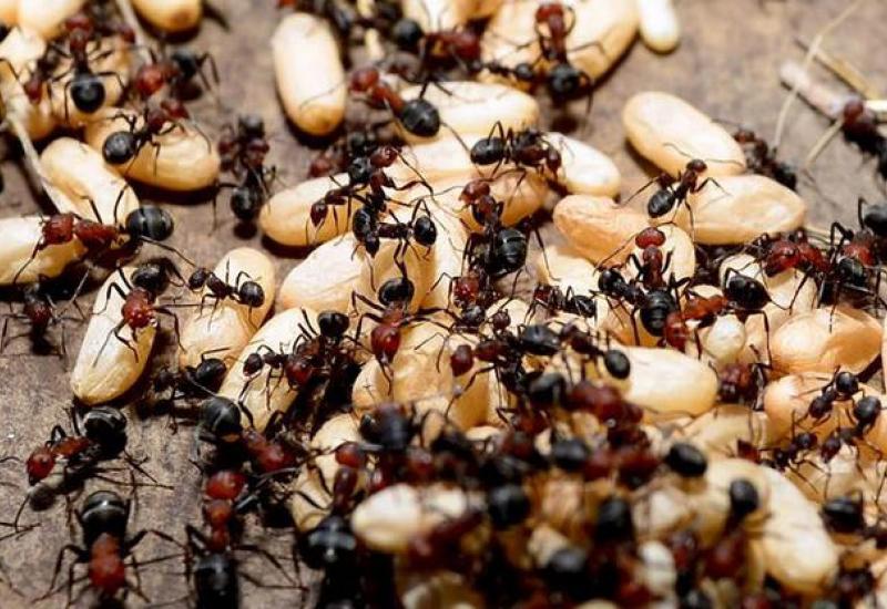 Prati se tu i rekord u uvlačenju čeljusti uz pomoć visoko specijaliziranih mišića - Snap-Jaw Ant - najbrži mrav na svijetu