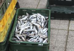 Čapljina: Podijeljeno 300 kilograma ribe