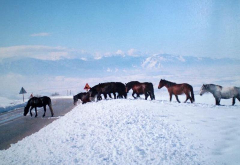 Divlji konji na cesti - Preselila iz Njemačke u Livno samo zbog divljih konja