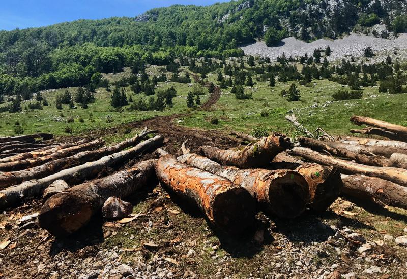 BiH siječe granu na kojoj sjedi: Izvozimo sirovu građu, a uvozimo gotove proizvode