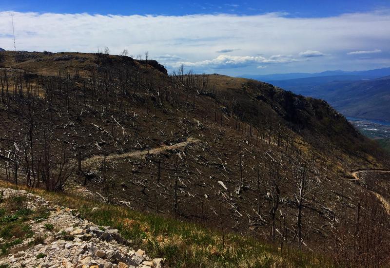 Devastirane padine planina oko Mostara - Prenj i Čvrsnica devastirani: Brutalna sječa munike, drveta koje je svugdje zaštićeno osim u nas