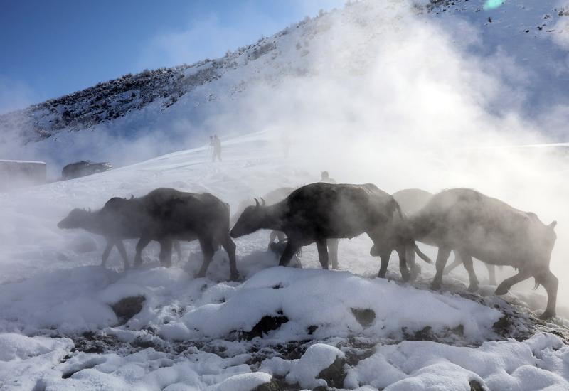 Prirodna izvorišta tople vode u selu Budakli kod Bitlisa - Kupanje konja i krava u toplim banjama 